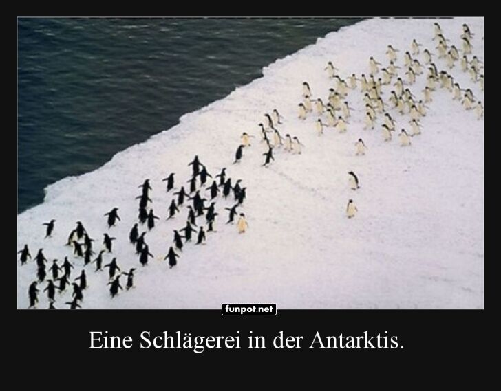 Pinguin Clash: Der antarktische Standoff Pinguin Clash: Der antarktische Standoff