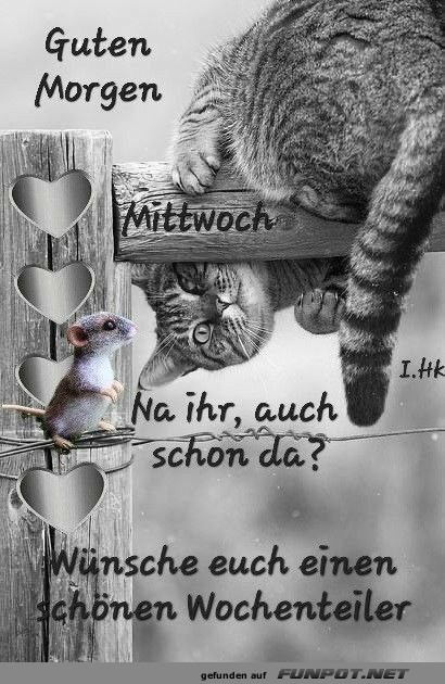 Katze vs. Maus: Morgen-Meeting!