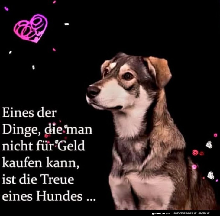 Whrung der Hunde: Kuschel-Dollars