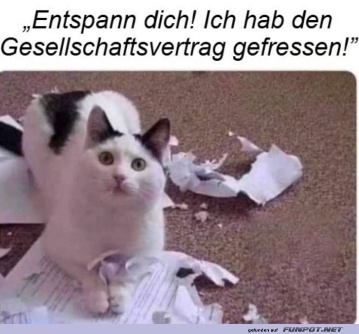 Rebellische Katze im Papierchaos!