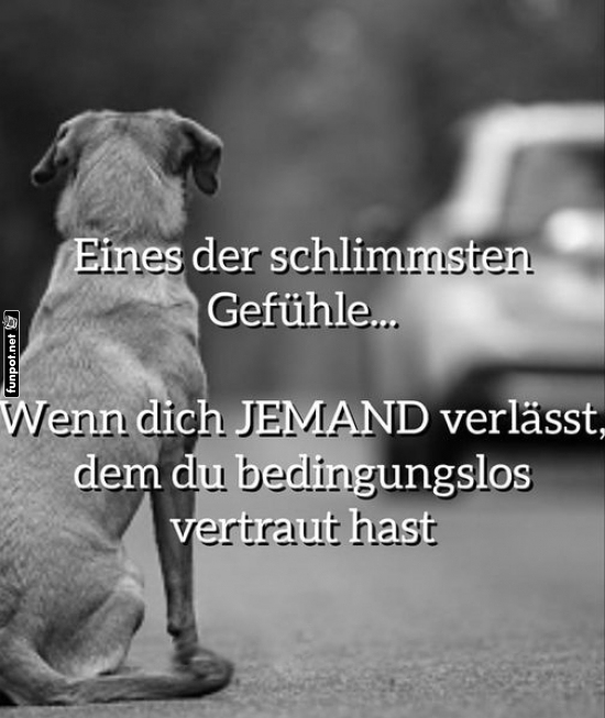 Wenn der Hund auf Taxirückkehr hofft! Wenn der Hund auf Taxirückkehr hofft!