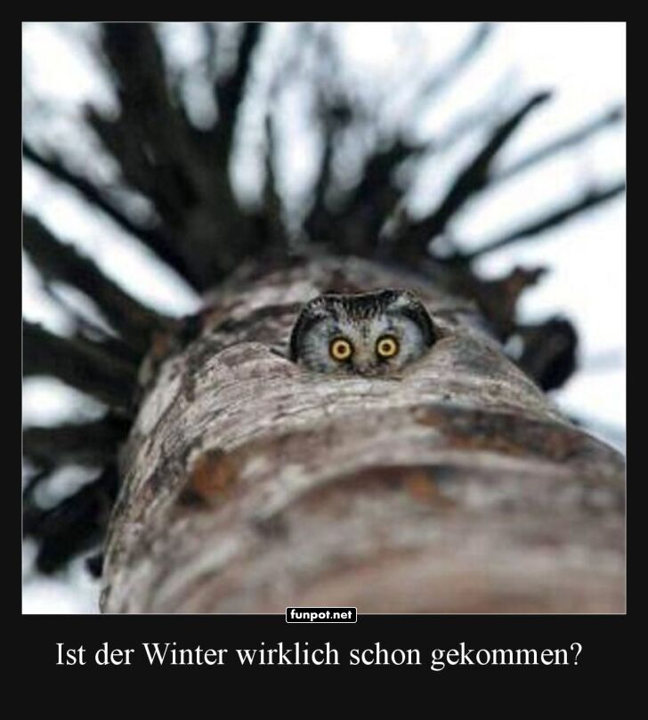 Neugieriger Vogelblick! Neugieriger Vogelblick!