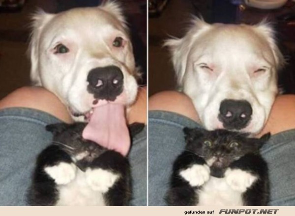 Wenn der Hund zum Katzenkissen wird!