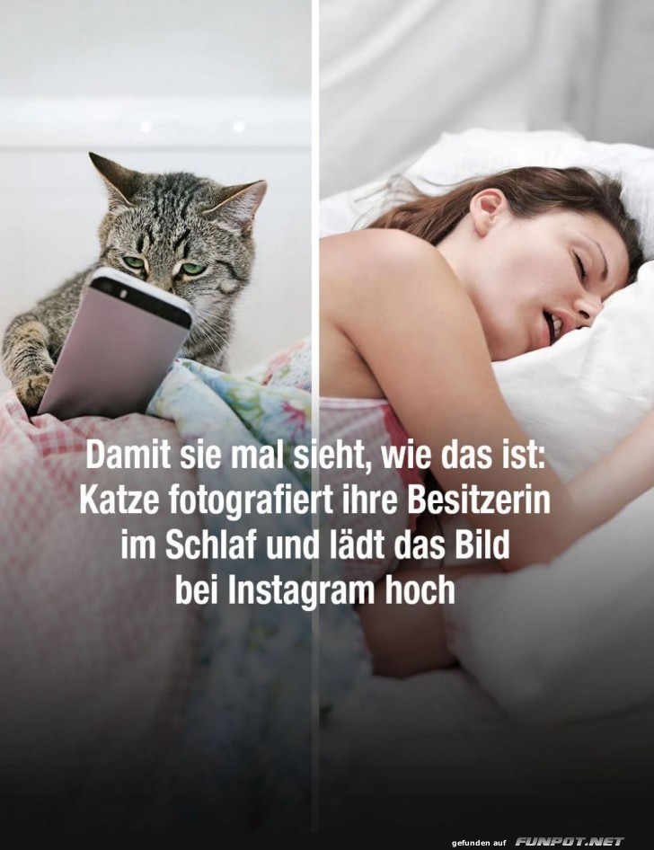 Schnappschuss: Katzenselfie geht viral!