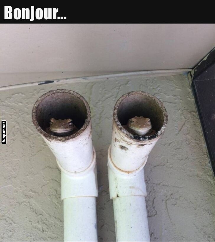 Rohrpost mit Froschpost!