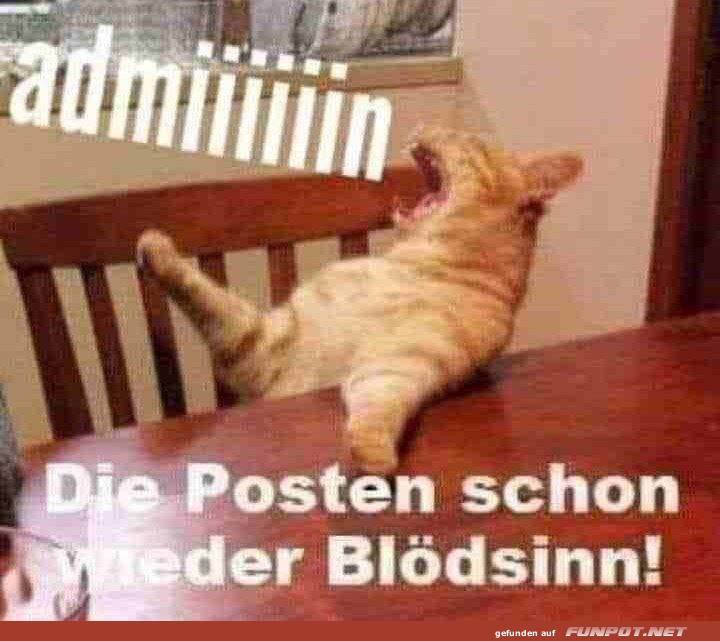 Ein Kater ruft nach dem Admin!