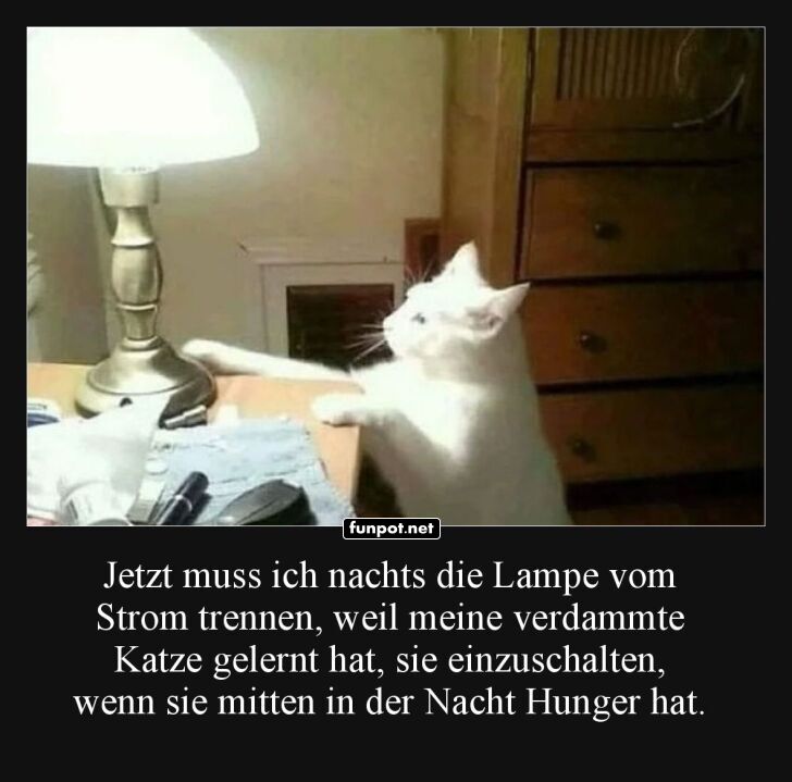 Nachtlicht-Katze sabotiert den Schlaf!