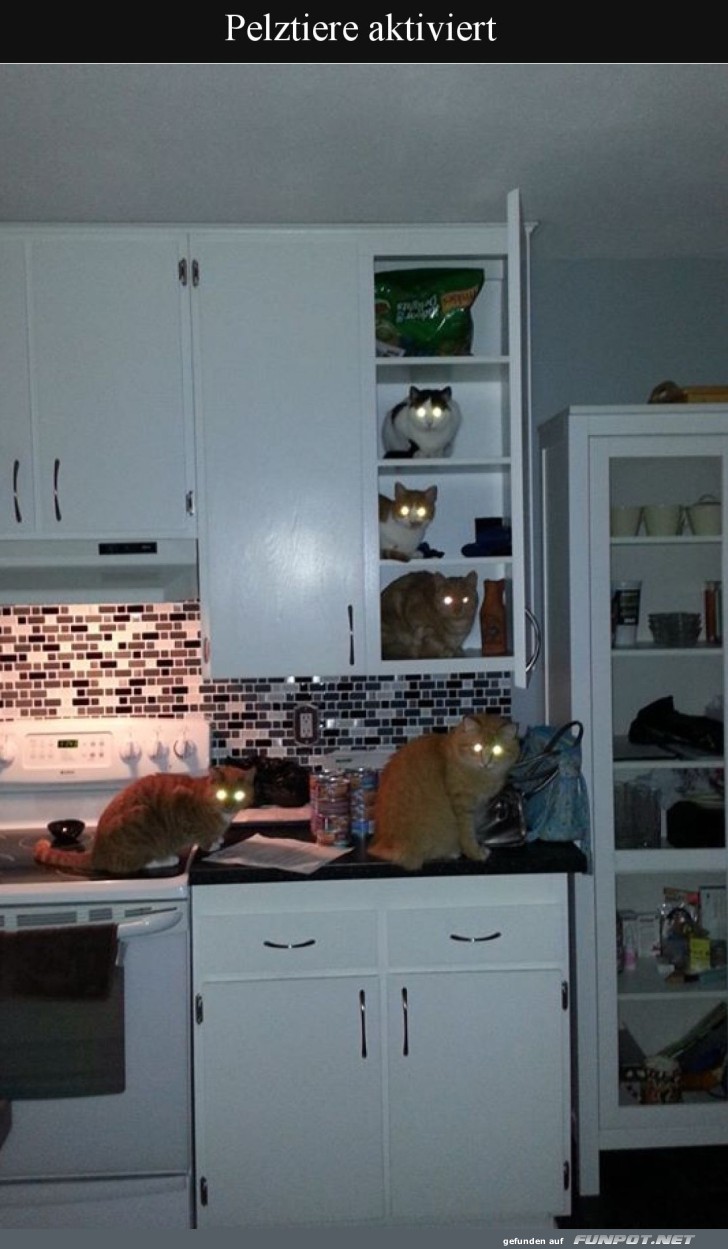 Geheime Katzenverschwörung entdeckt!