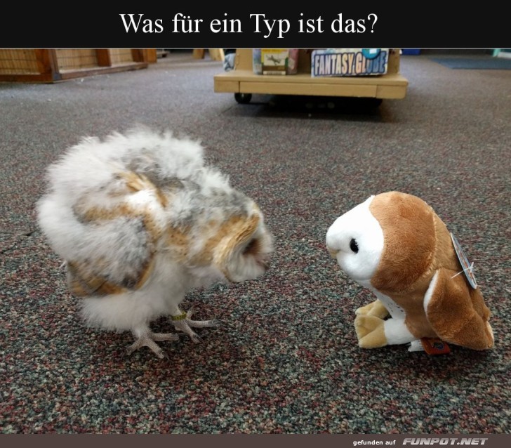 Echte Eule trifft Plüschdoppelgänger