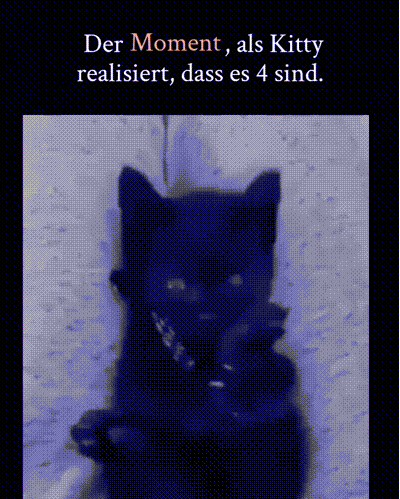 Ktzchen bemerkt seine 4 Pfoten