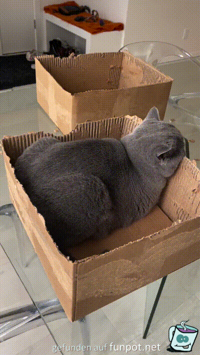 Karton zurecht gebissen Karton zurecht gebissen