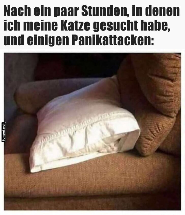 Wo ist die Katze? Nirgendwo zu sehen!