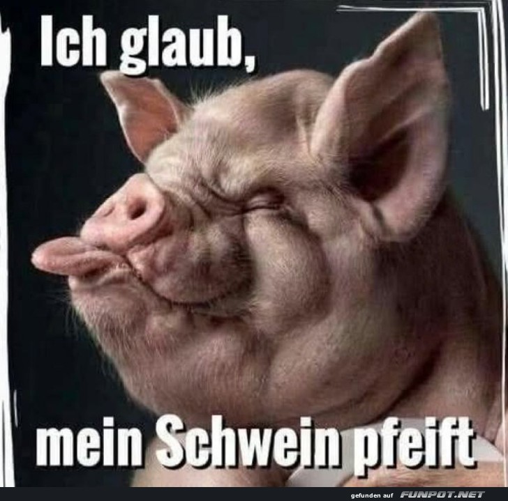 Wenn das Schwein den Ton angibt!