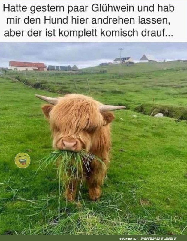 Hund oder Kuh? Entscheidungsschwierigkeiten!