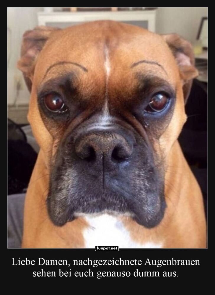 Der Hund mit den ausdrucksvollen Augenbrauen