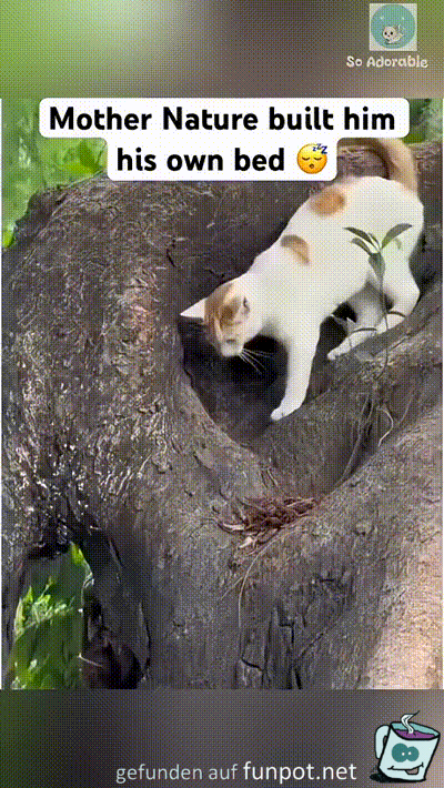 Natürliches Bett für die Katze Natürliches Bett für die Katze