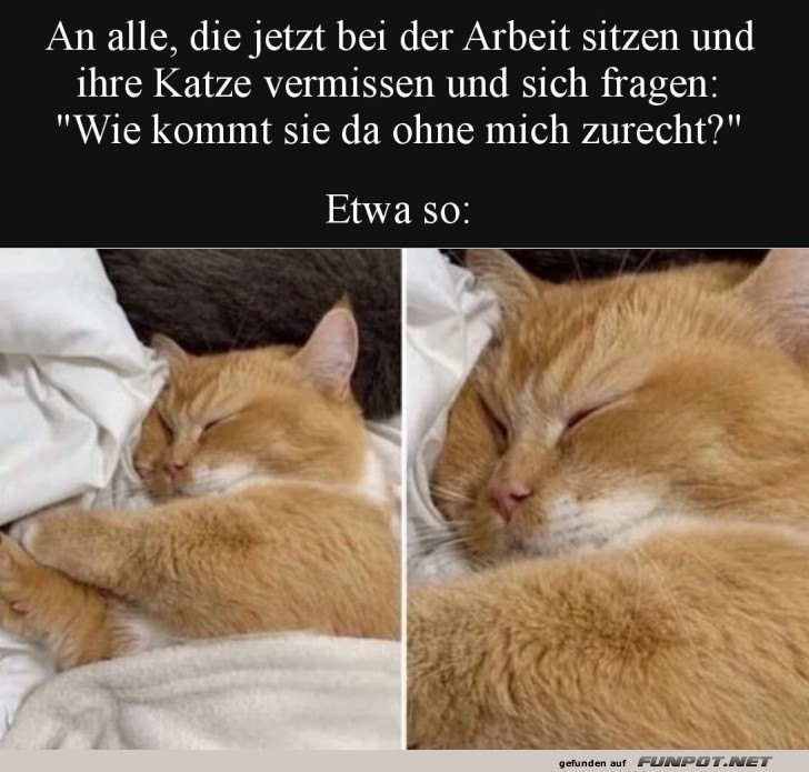 Katze chillt im Homeoffice-Modus