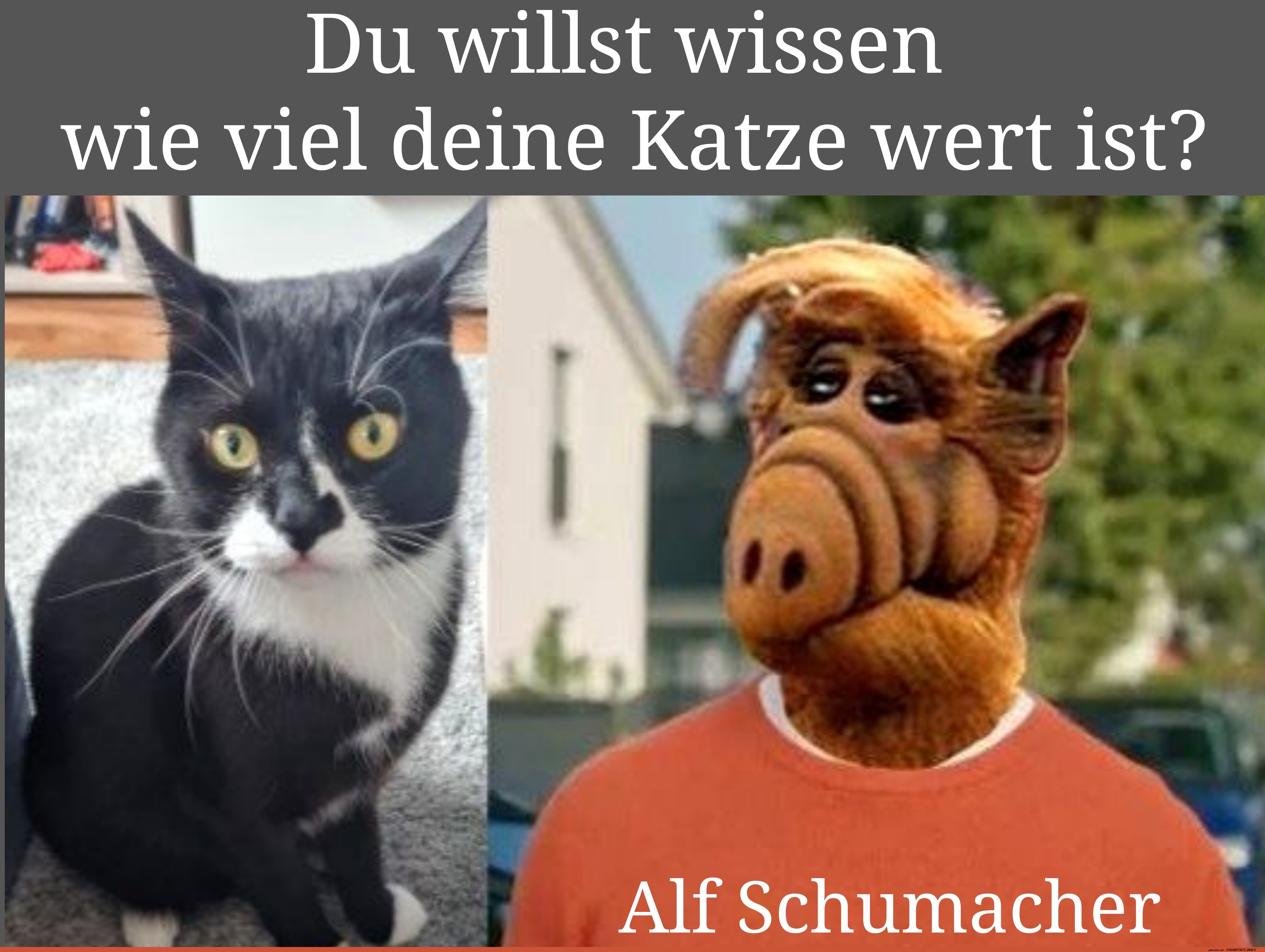 Katzenwert von ALF geschätzt!