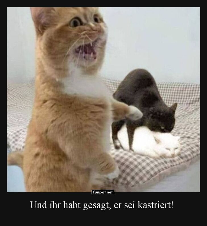 Wenn Mieze die Wahrheit erf�hrt!