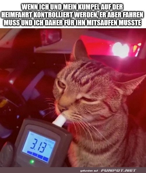 Kater kriegt den Kater-Test