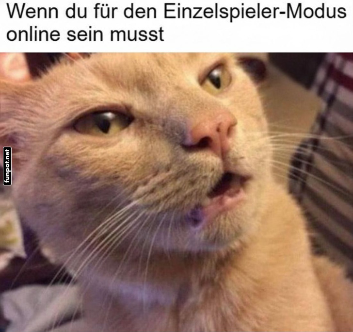 Kater mit WLAN-Problemen