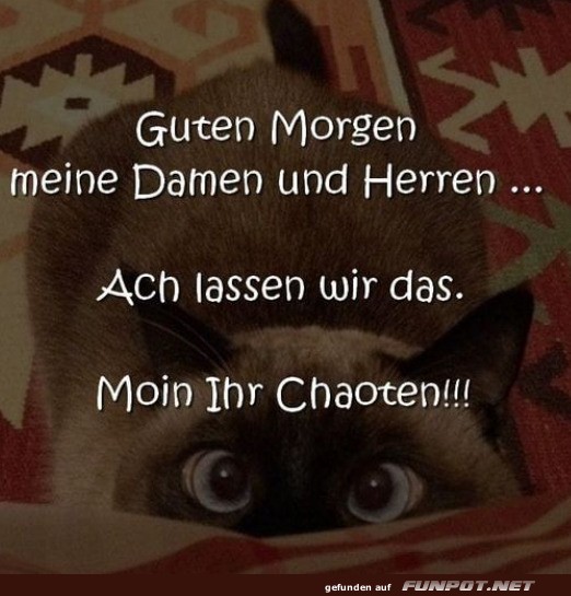 Wenn der Kater der wahre Chef ist