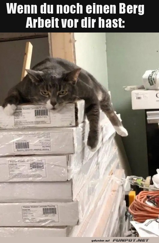 Bürokatze versteht deinen Stress