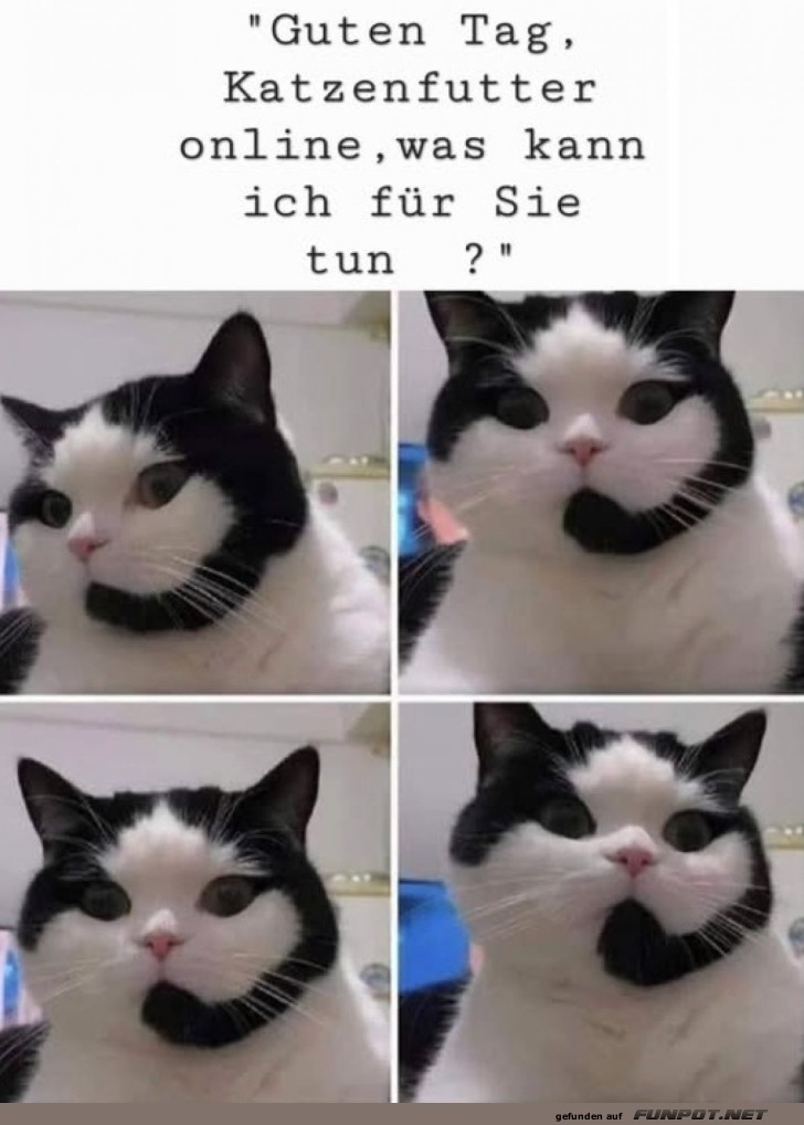 Kundenservice-Katze am Apparat!