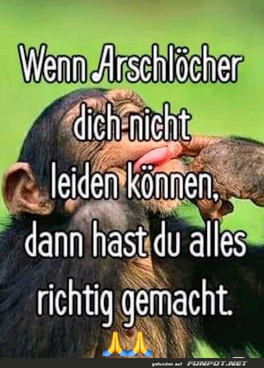 Wenn das Leben zum Affentheater wird