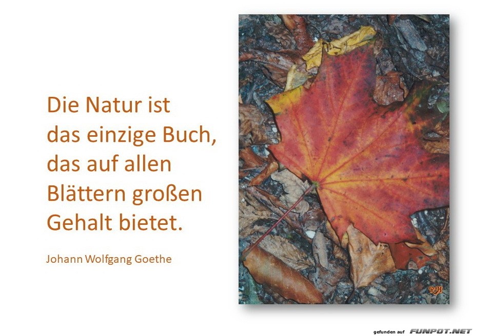 die natur ist das einzige Buch