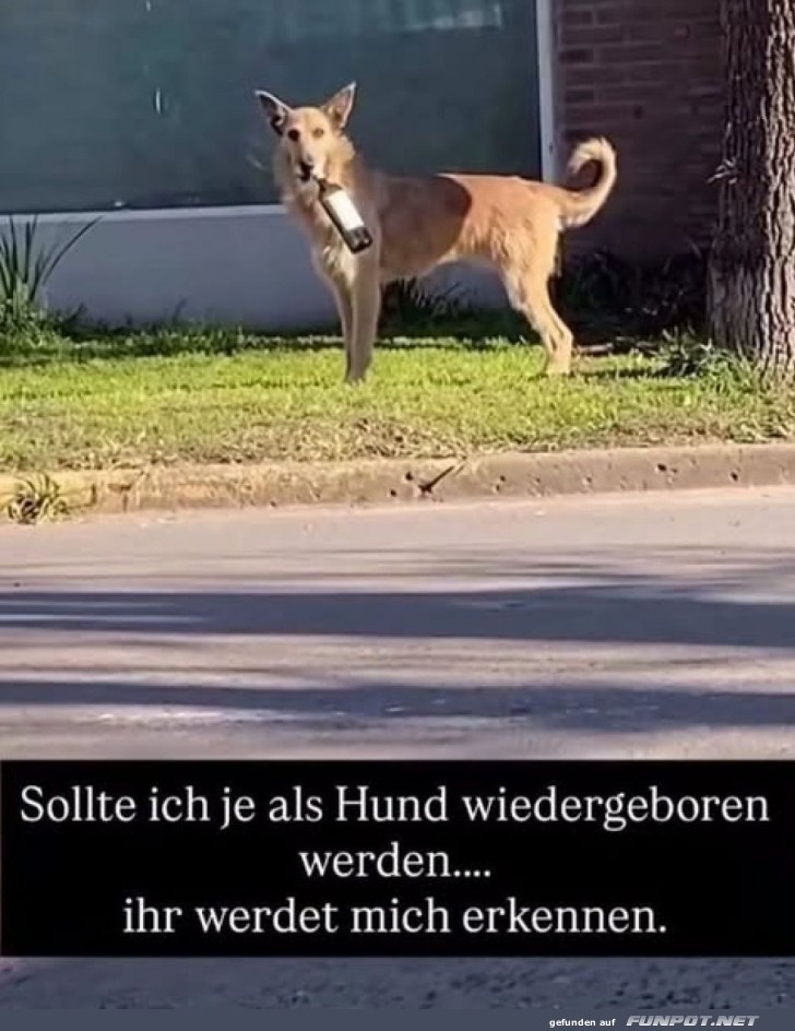 Hund auf Streifzug: Startklar f�r die Party!