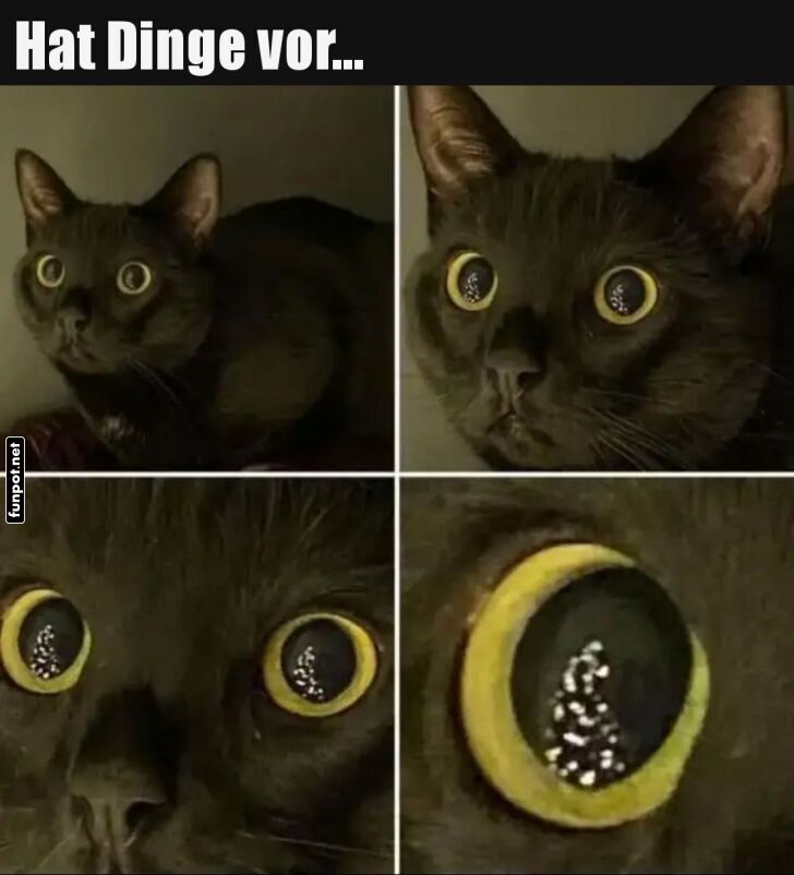 Die Katze hat was vor