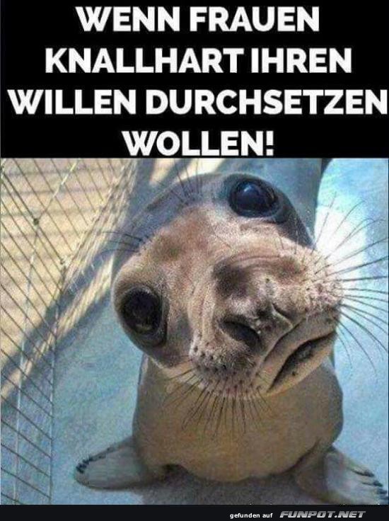 See-Hund mit Durchsetzungsverm�gen