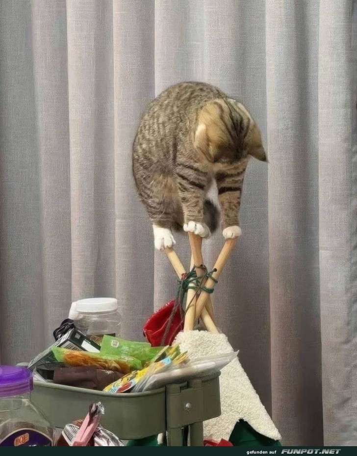 Katzenyoga f�r Balanceprofis