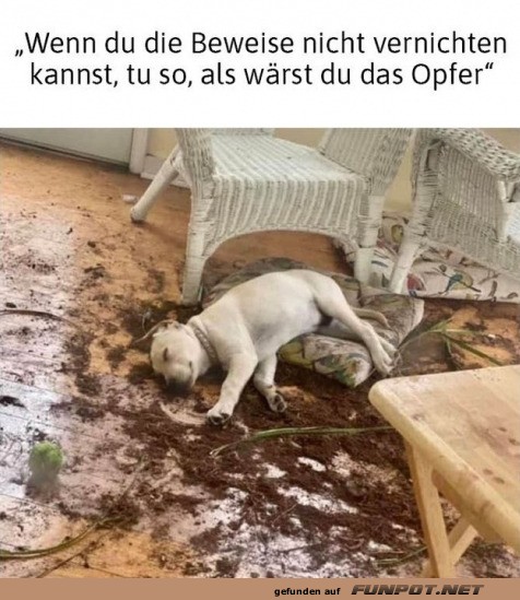 Detektivhund in Tatort-Schlafmodus