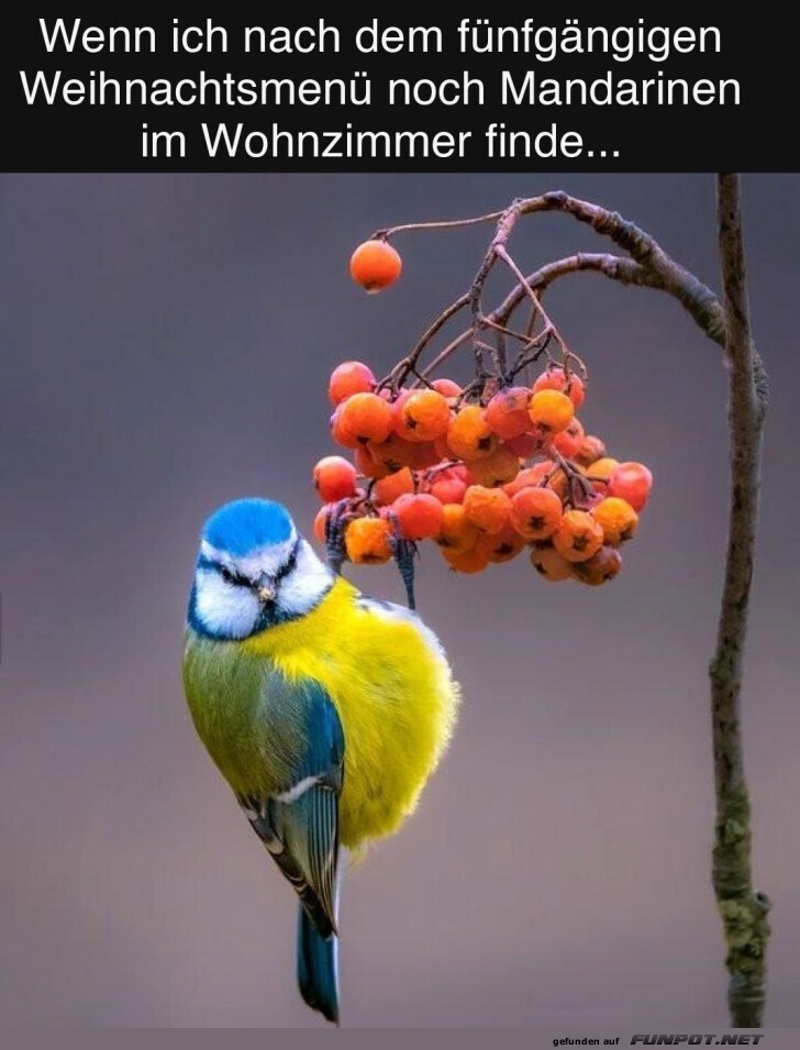 Vogelbesuch nach opulenten Festmahl