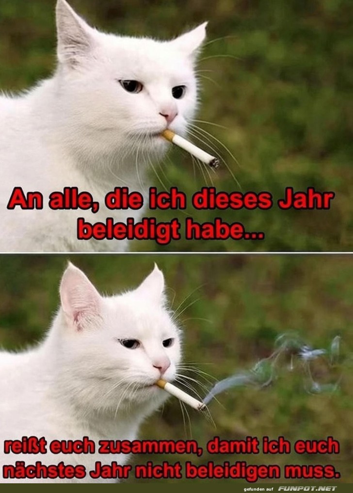 Kater-Friedensangebot: Macht mehr aus 2024!