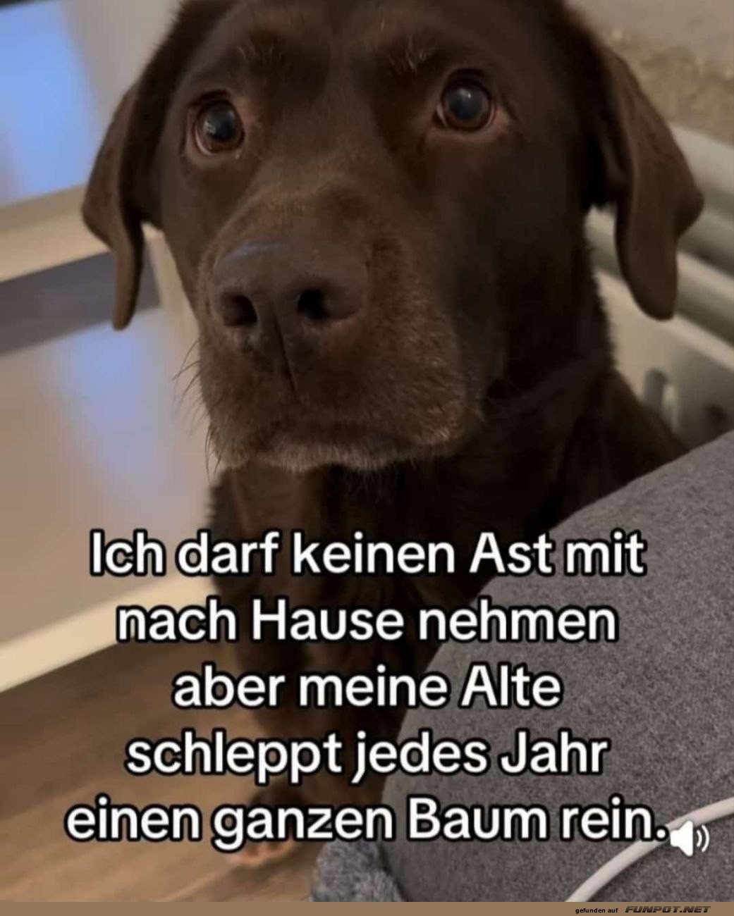 Wie unfair ist Weihnachten f�r Hunde!