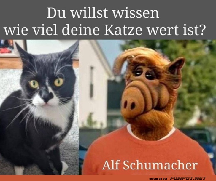 Alf und der wahre Wert deiner Katze!