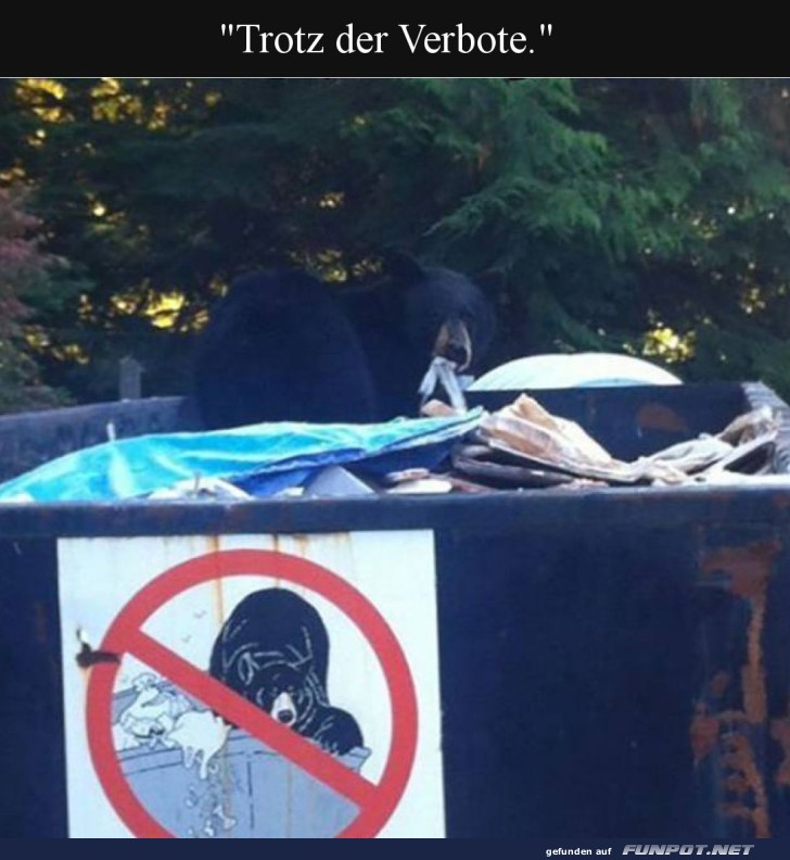 B�r bricht alle Regeln: M�llmaestro!