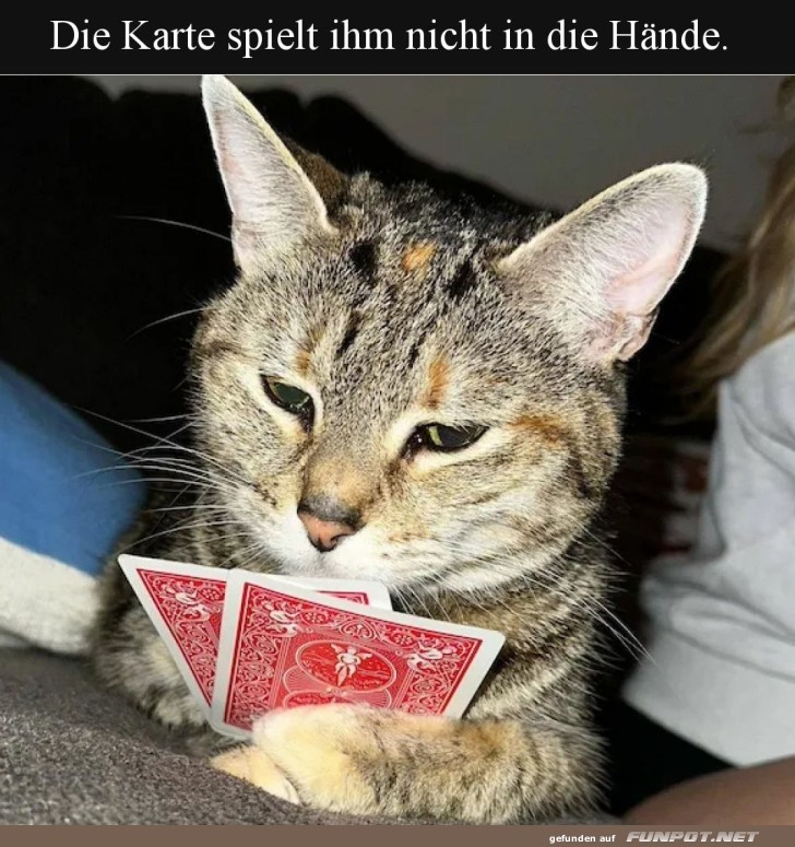 Pokerface auf vier Pfoten