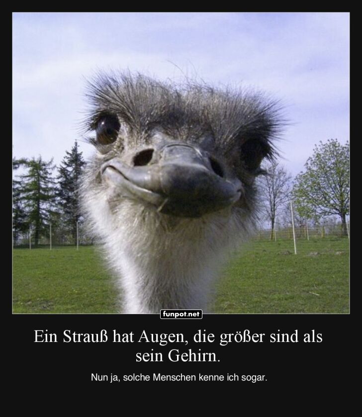 Wenn der Strau� mehr sieht als denkt!