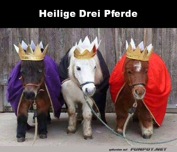 Die Heiligen Drei Pferde auf Mission!