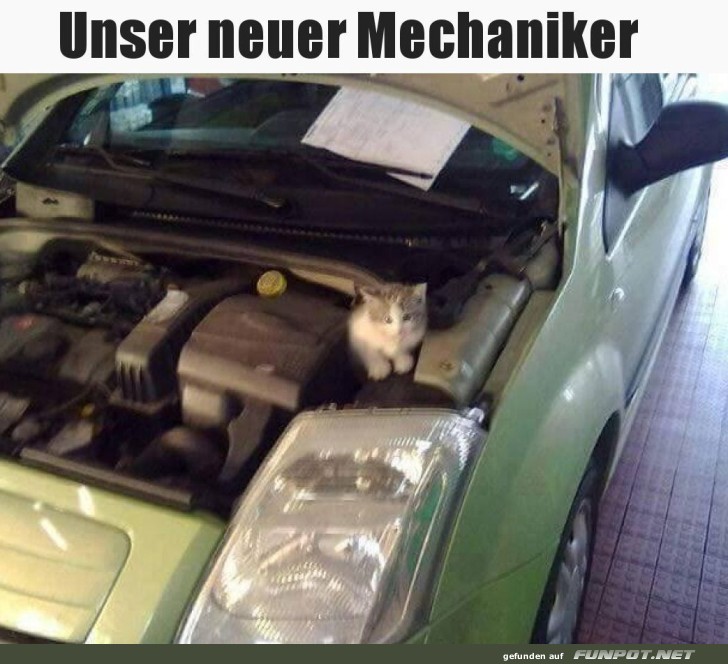 Katzenhafte Kfz-Künste