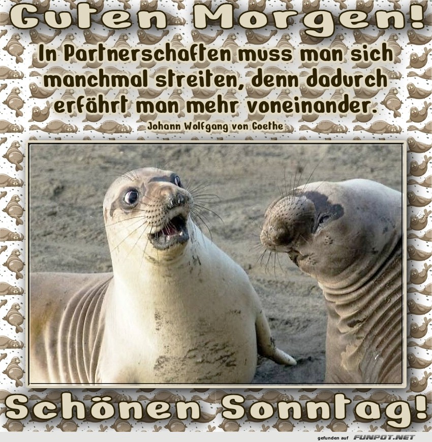 See-Elefanten diskutieren?