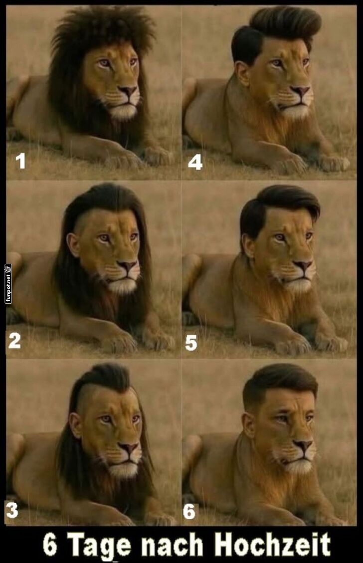 L�wenstyling: Vom K�nig zur Instagram-Ikone