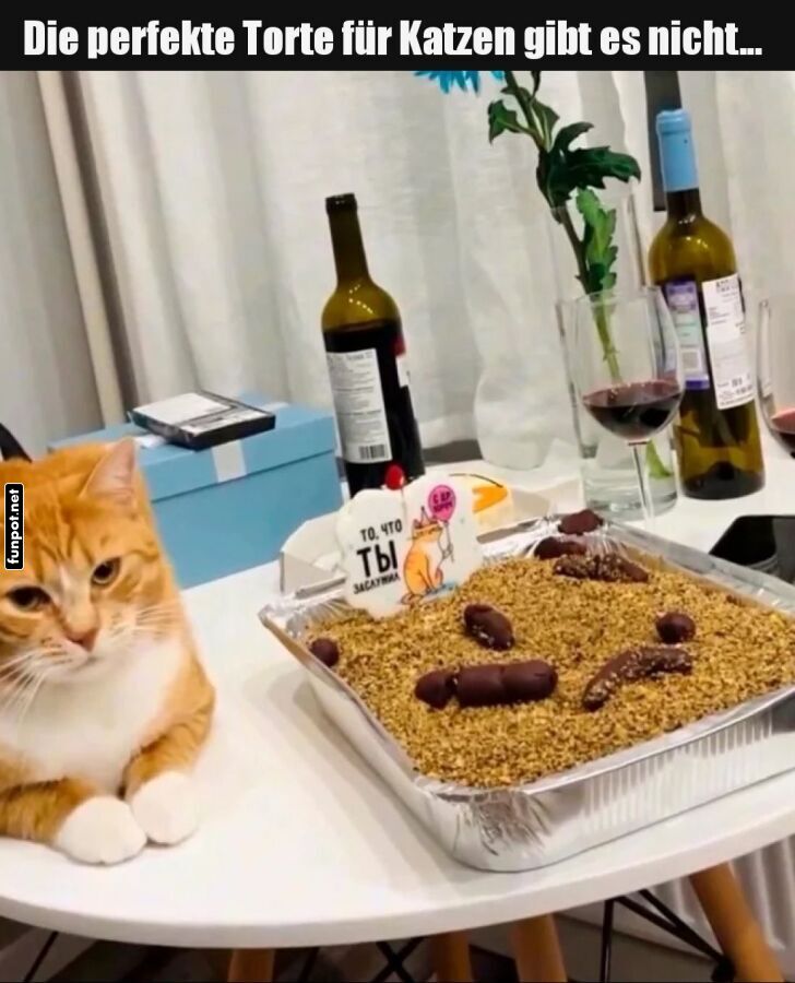 Wenn der Kuchen nach Katzengeschmack ist!