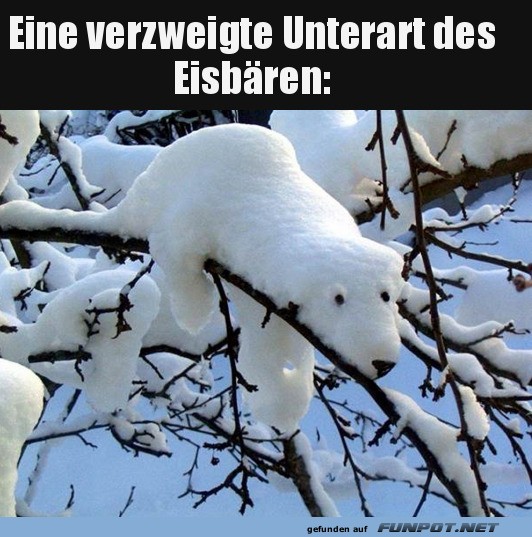 Der seltene Baum-Eisb�r entdeckt!
