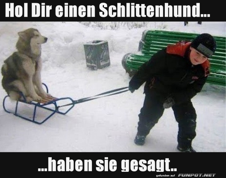 Der moderne Schlittenhund-Job
