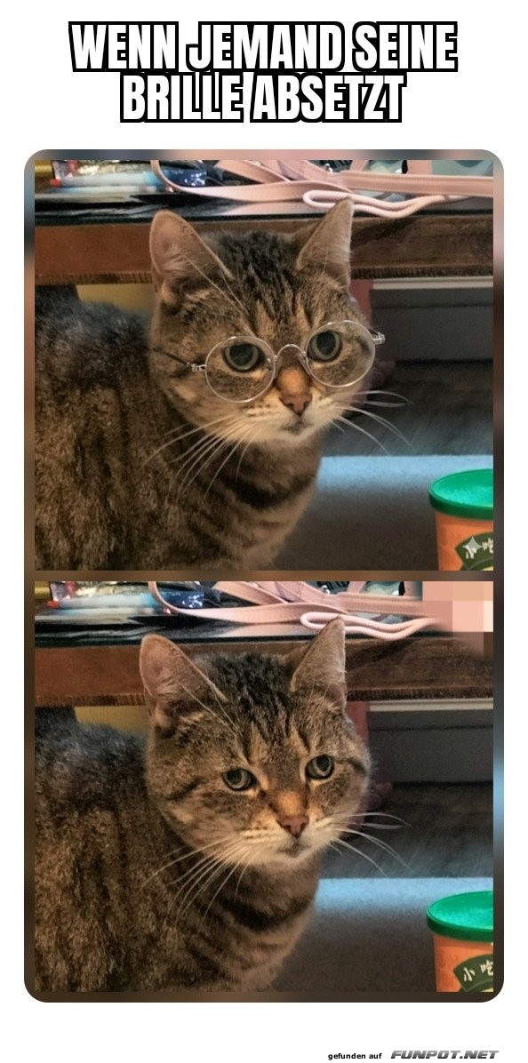 Katzenblick: Glasklar vs. Sehschw�che!